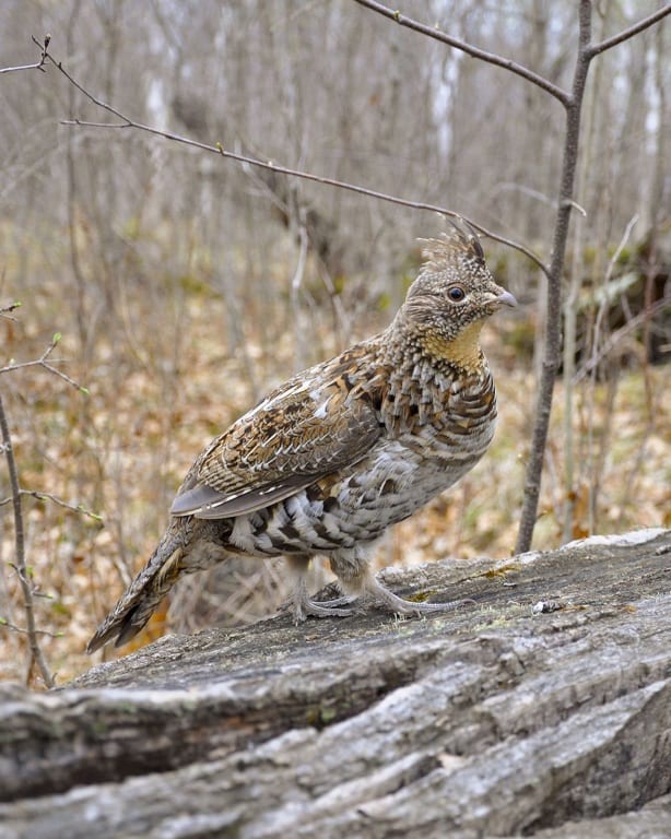 Chasse Aux Petits Gibiers